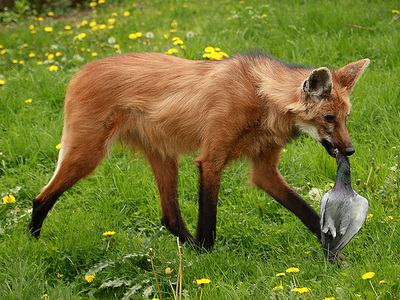 Digestion - The Maned Wolf Resource